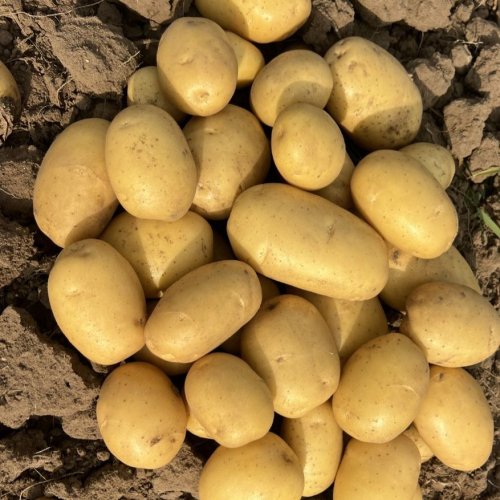 A Grade Colomba Potato