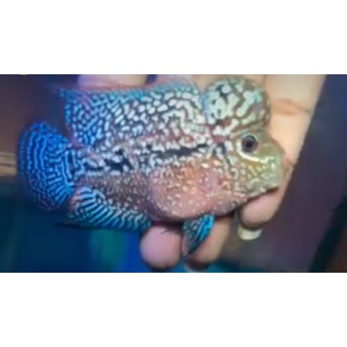 Flowerhorn Fish