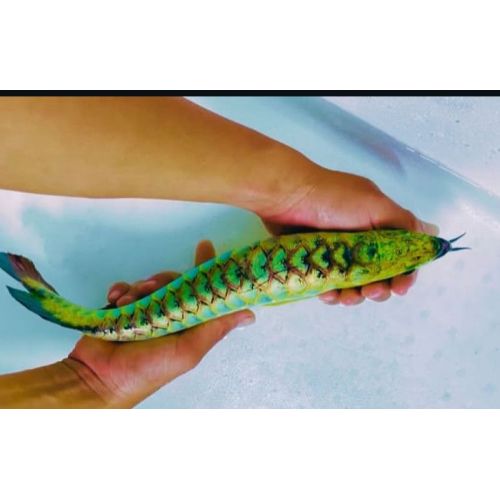 Rare Green Golden Arowana Fish