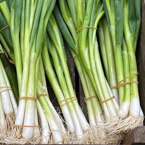 Fresh Spring Onion