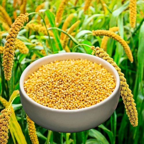 Foxtail Millet Rice