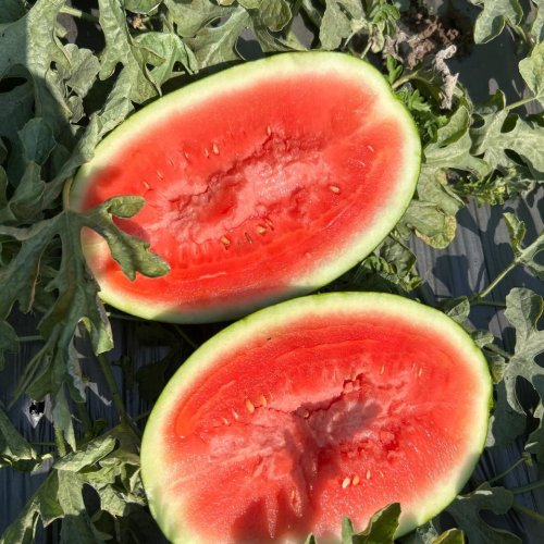 Watermelon