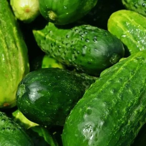 Natural Fresh Green Gherkin