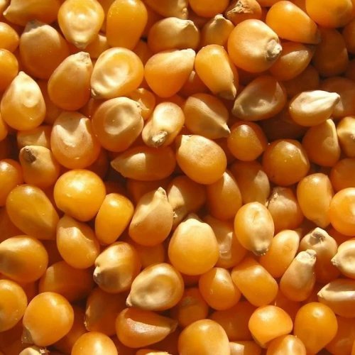 Natural Yellow Corn
