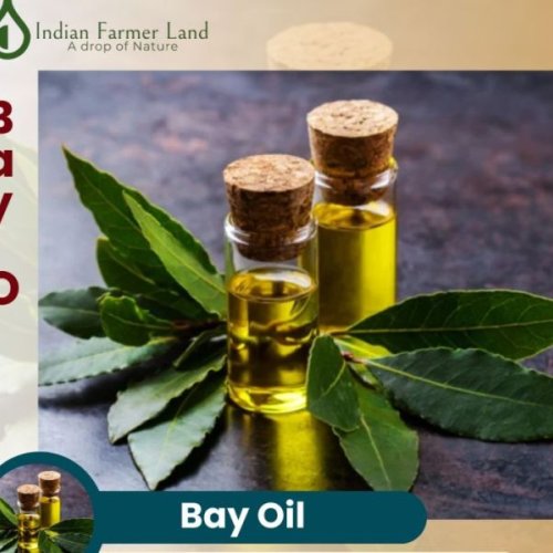 Bay Oil