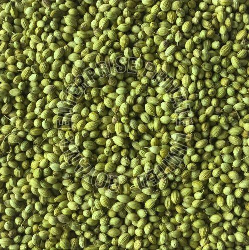Parrot Coriander Seeds