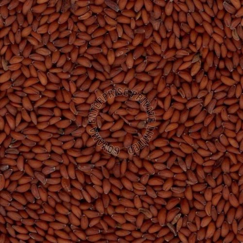 Sortex Asaliya Seeds