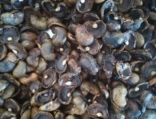 Cashew Nuts Waste