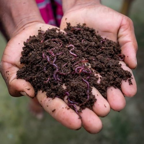Vermicompost Fertilizer