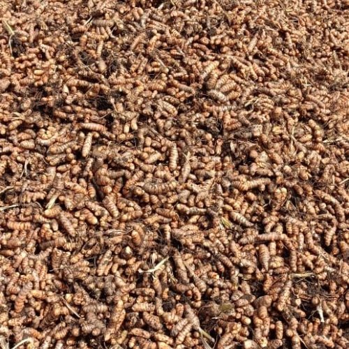 Fresh Turmeric Finger