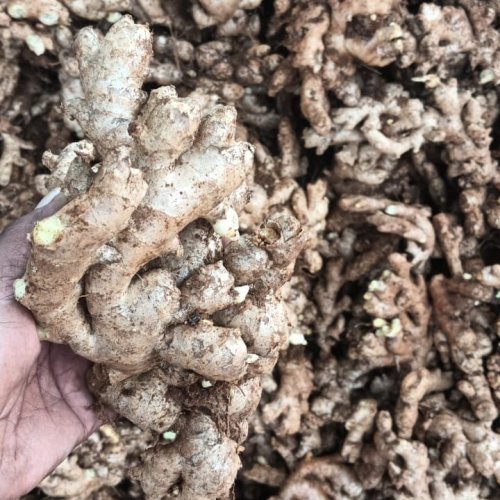 Organic Fresh Ginger