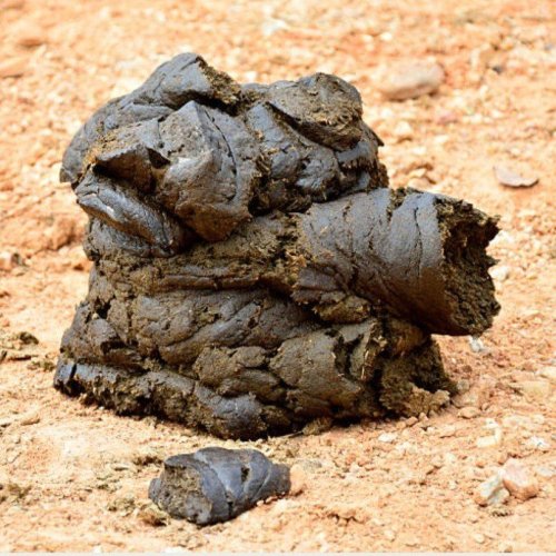 Wet Cow Dung