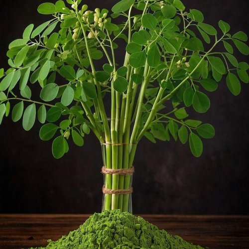 Moringa Leaves Powder