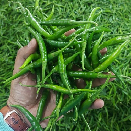 A Grade G4 Green Chilli