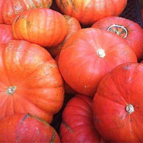 A Grade Red Pumpkin