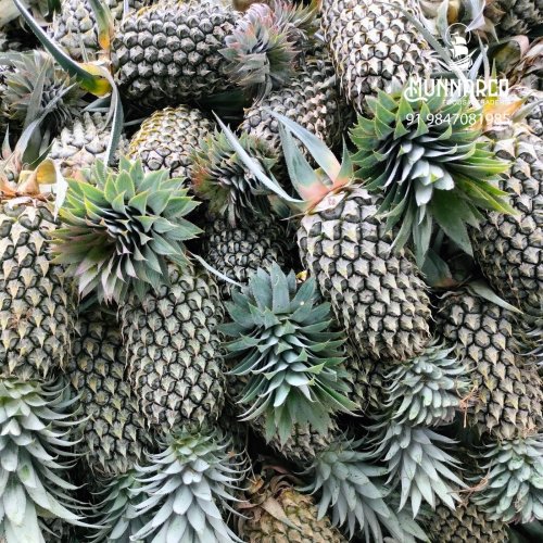 Vazhakulam Pineapple