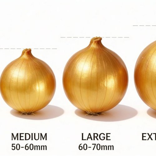 A Grade Fresh Red Onion