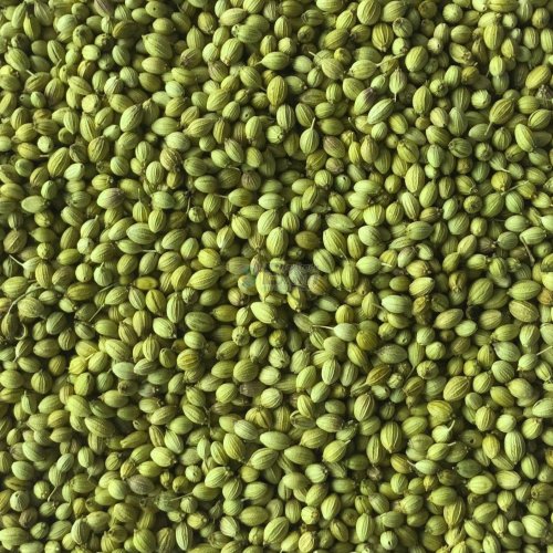 Double Parrot Coriander Seeds