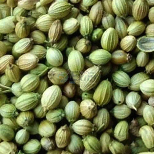 Single Parrot Coriander Seeds