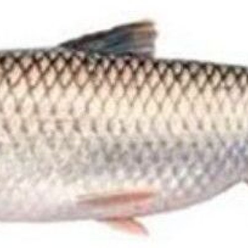 Dried Mrigal Fish