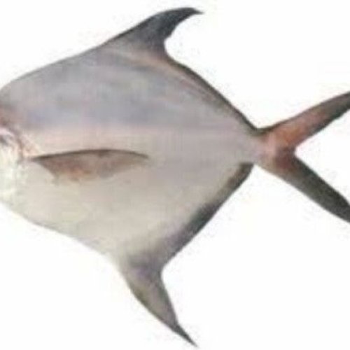 Dried Pomfret Fish