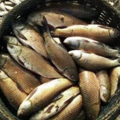 Dried Rohu Fish
