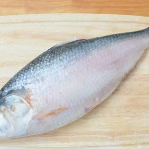 Fresh Hilsa Fish