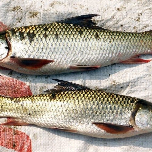 Fresh Mrigal Fish