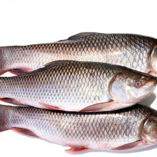 Fresh Rohu Fish
