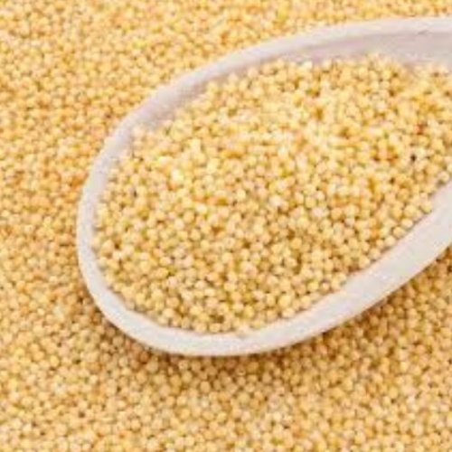 Little Millet Grain