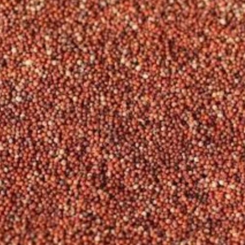 Ragi Finger Millet