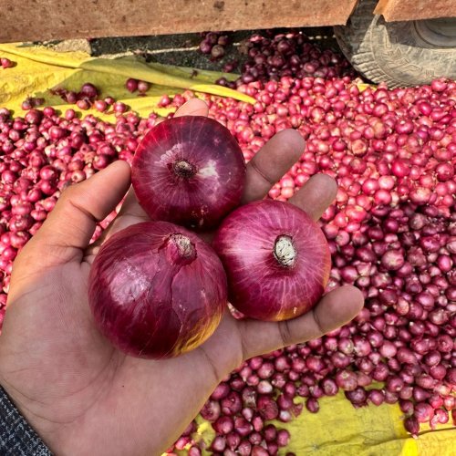55 Mm Fresh Red Onion