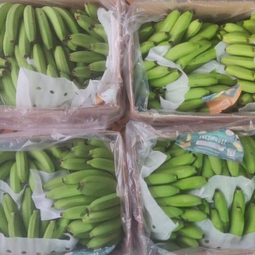 Cavendish Banana