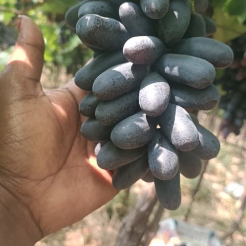 Black Seedless Grapes