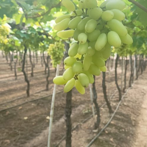 Fresh A Grade Grapes
