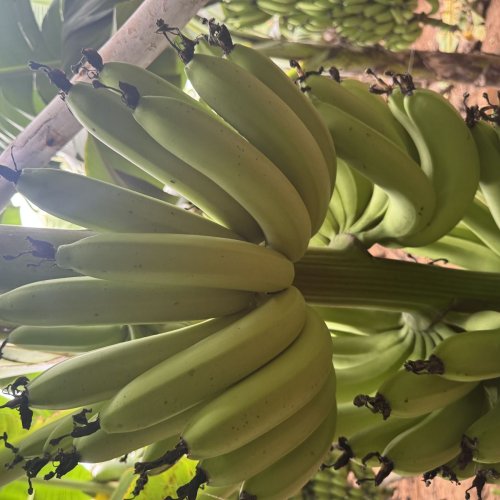 Fresh Cavendish Bananas