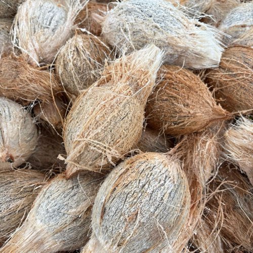 A Grade Semi Husked Coconut