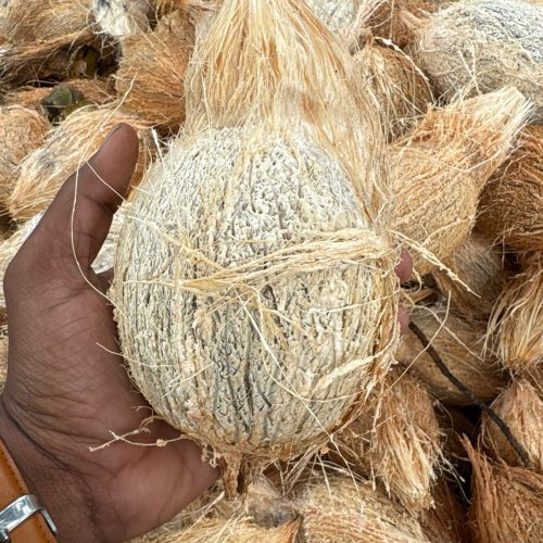 Brown Semi Husked Coconut