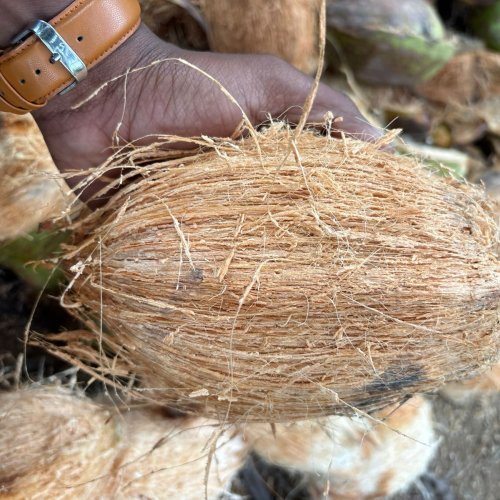 Indian Semi Husked Coconut