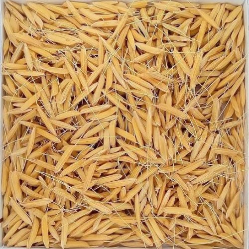 Indian Paddy Rice