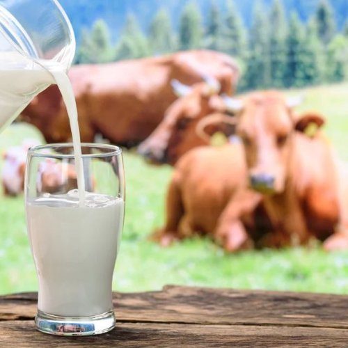 Fresh Cow Milk
