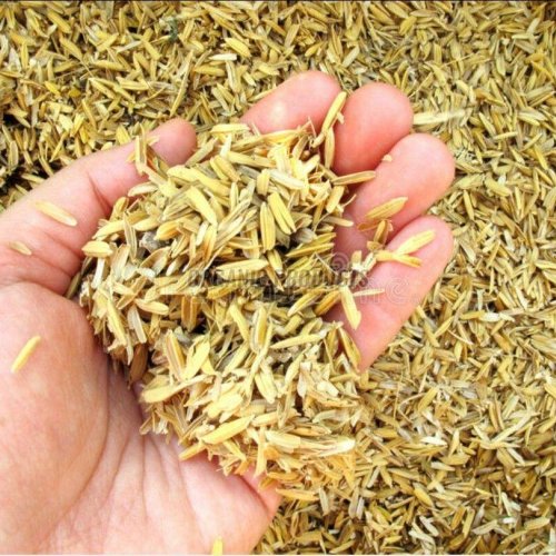 Rice Husk