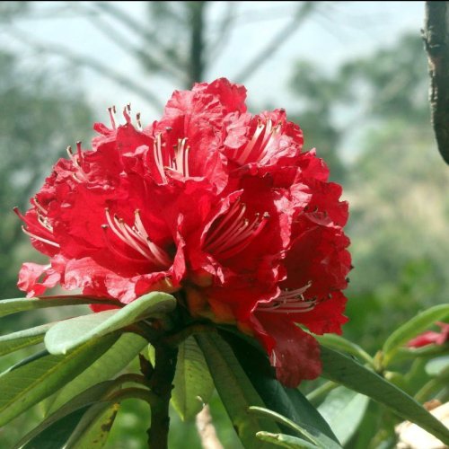 Buransh Flower Powder