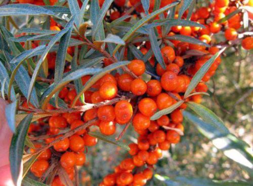 Sea Buckthorn Fruit