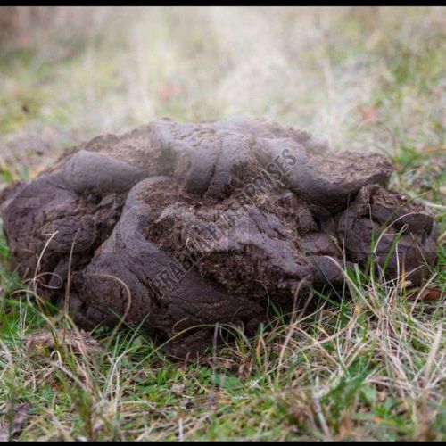 Wet Cow Dung