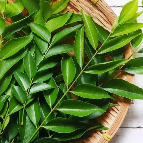 Curry Leaves