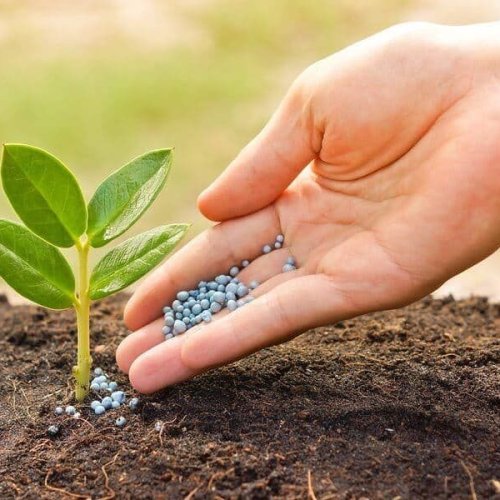 Organic Fertilizer