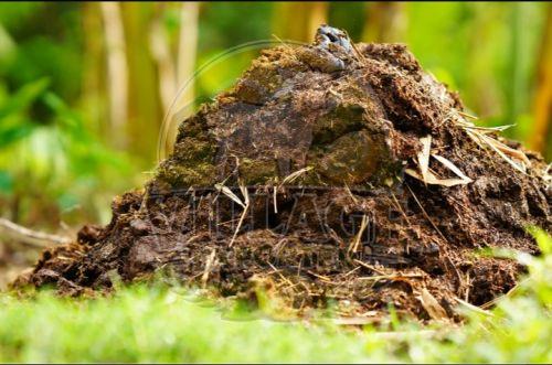 Cow Dung