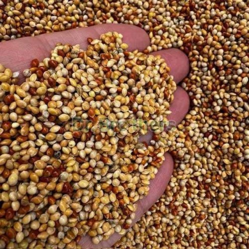 Mixed Millet Seeds
