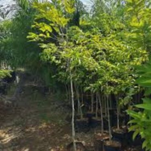 Agarwood Plants
